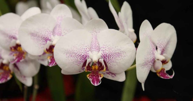 Orchid Species and Varieties
