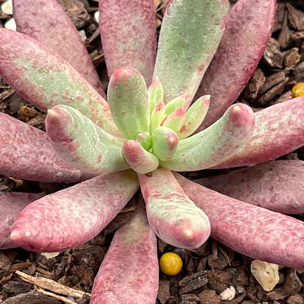 Pachyveria 'Red Banana'