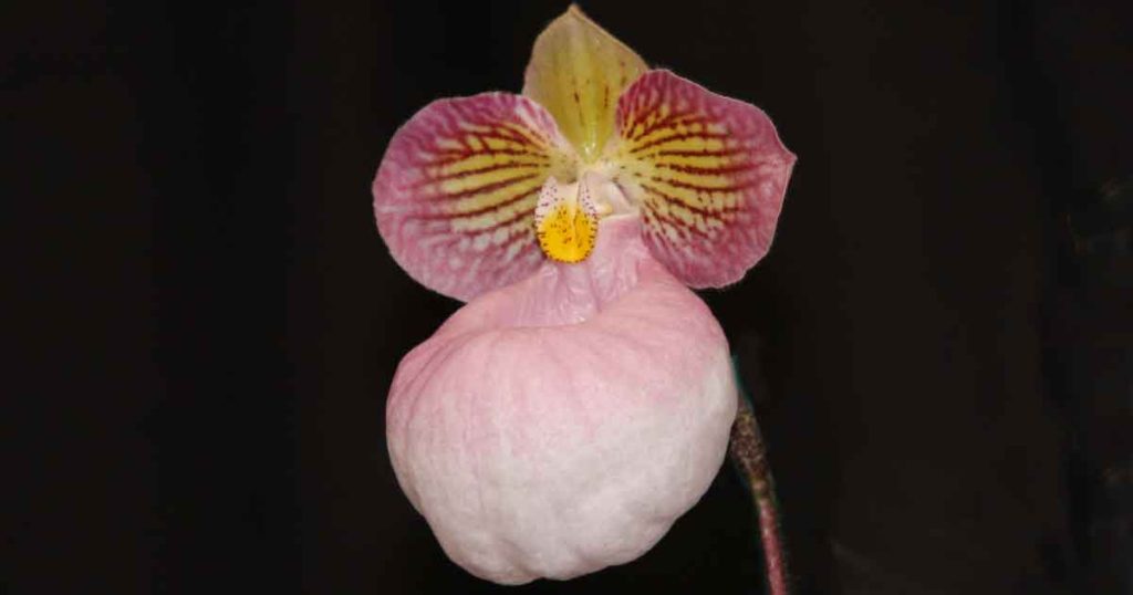 Paphiopedilum micranthum