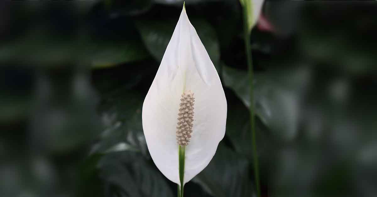 Peace Lily -