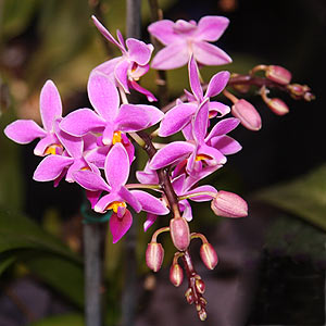 Phalaenopsis equestris