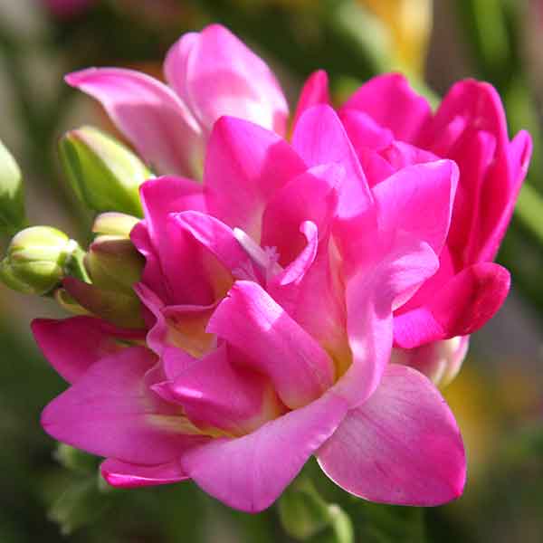 Pink Freesia