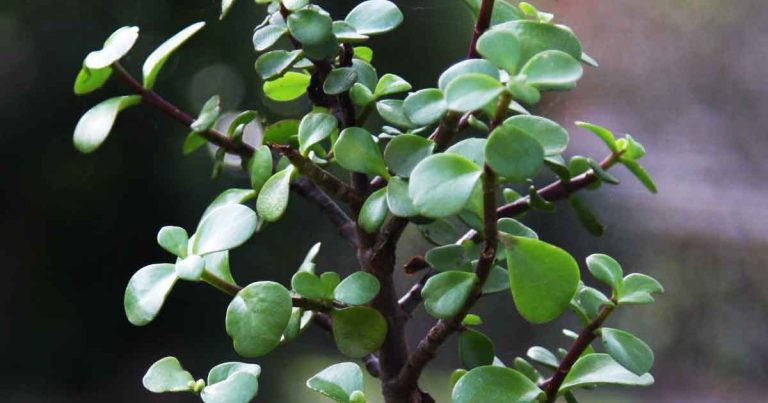 Portulacaria Afra - The Elephant Bush