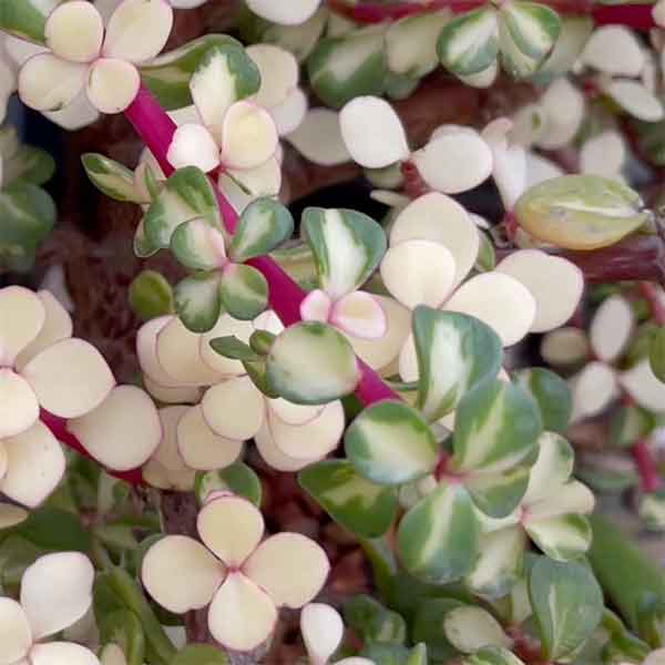 Portulacaria Afra - Reverse Variegation