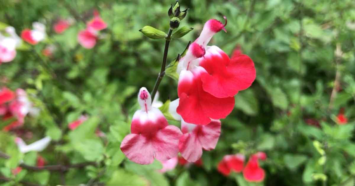 How to Prune Salvia Microphylla Hot Lips