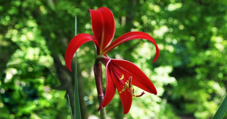 Sprekelia formosissima Aztec Lily or Jacobean Lily