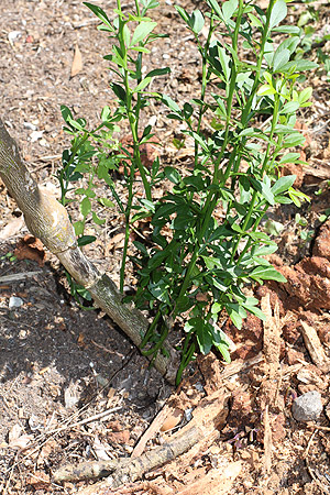 Citrus Tree Suckers