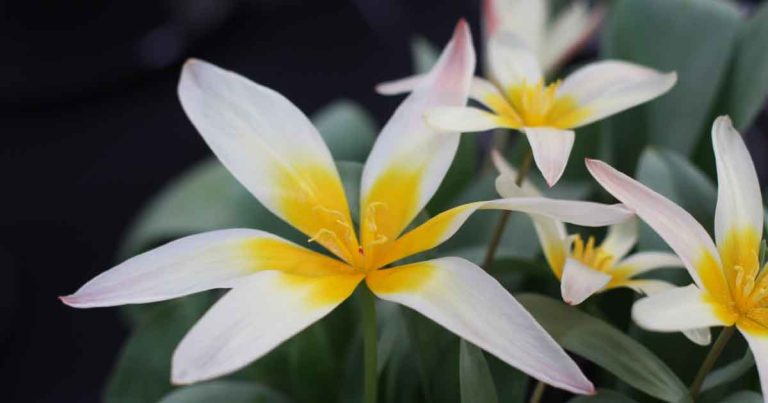 Tulipa kaufmanniana