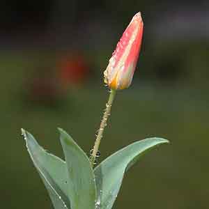 Tulipa kaufmanniana - New Flower