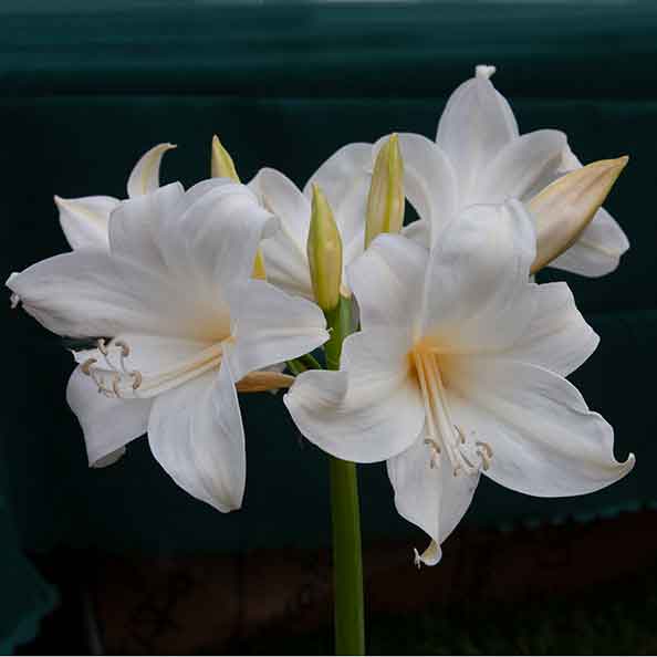 White Belladonna Lily 'Hathor'