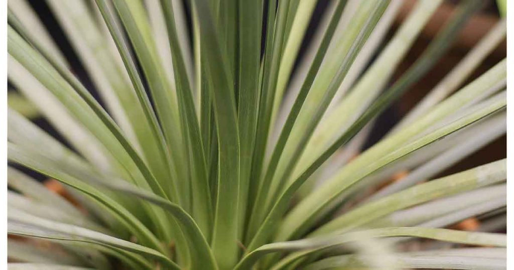 Yucca Plant