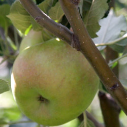 Apple Trees