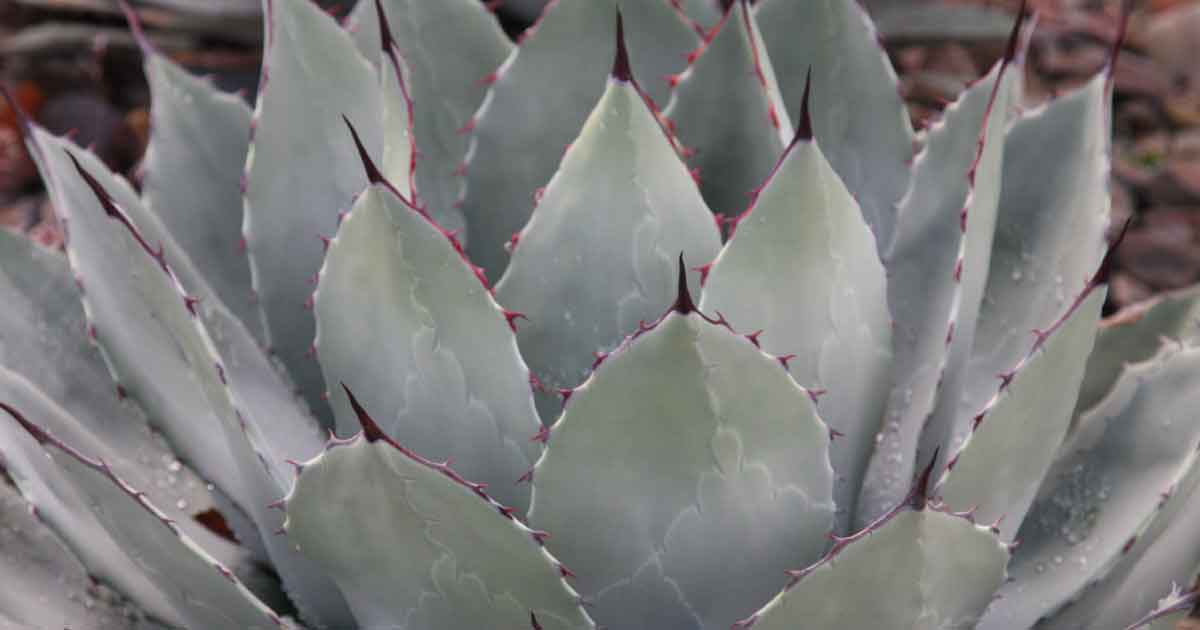 Agave parryi