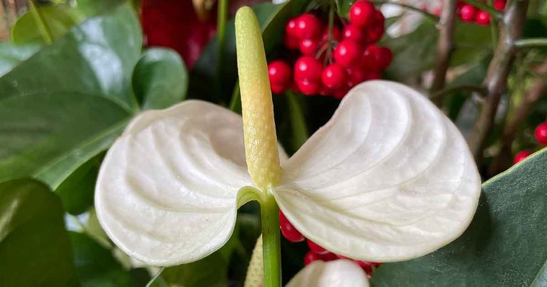 White Flowering Anthurium