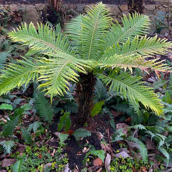 Blechnum gibbum - Silver Lady or Dwarf Tree Fern