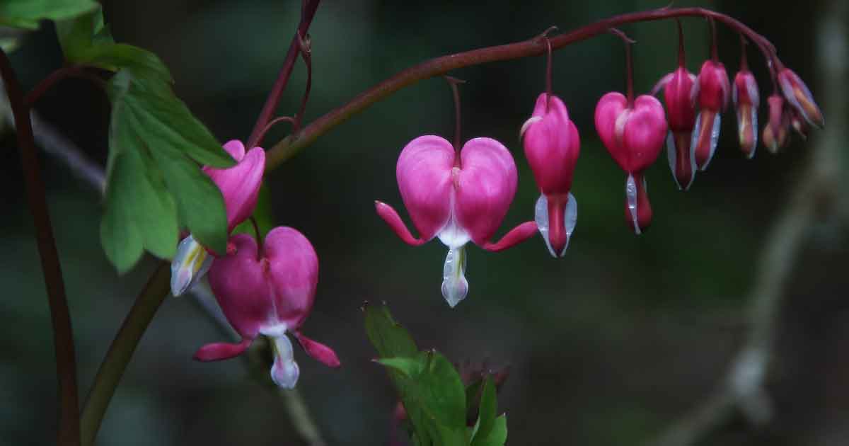 Bleeding Heart Plant