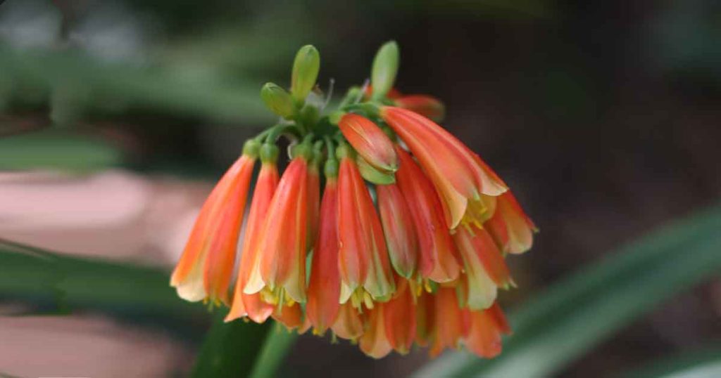 Clivia nobilis