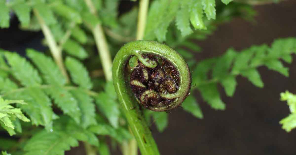 Australian Tree Fern - Cyathea cooperi