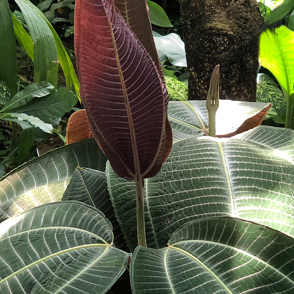 Dieffenbachia maculata