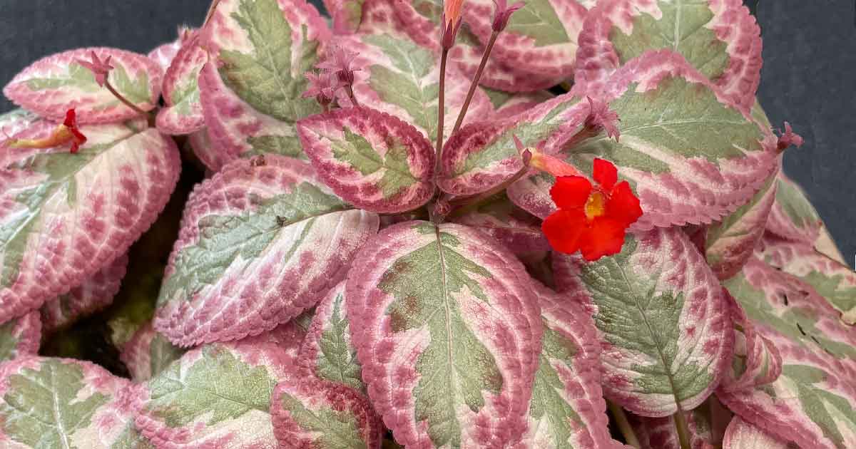 Episcia cupreata pink acajou - Cleopatra