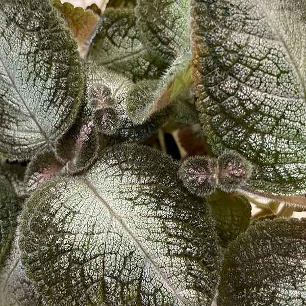 Episcia Metallica