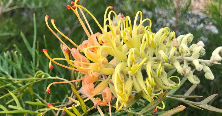 Grevillea Peaches and Cream