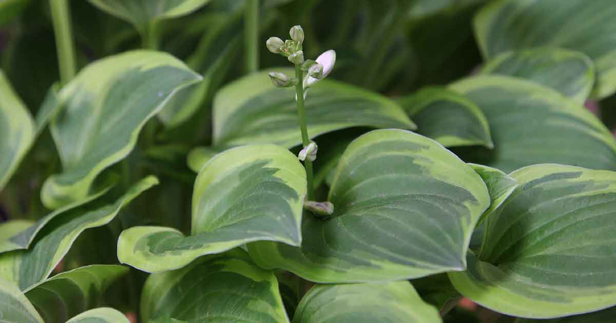 Hosta 'Golden Tiara' (Plantain Lily)