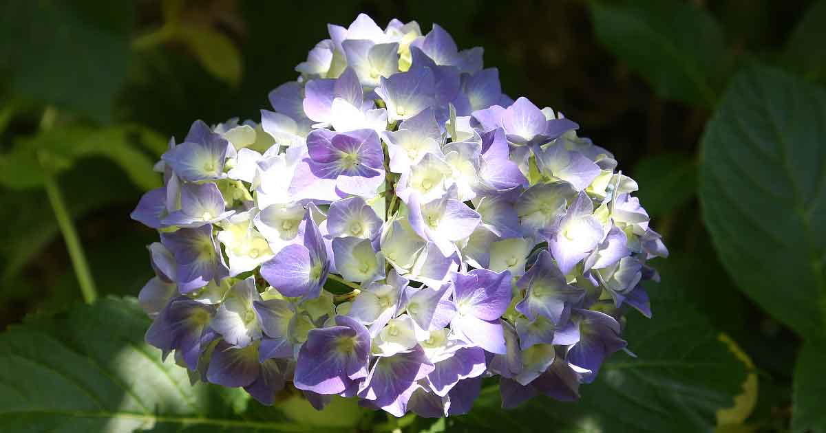 Hydrangea macrophylla 'Heinrich Seidel'