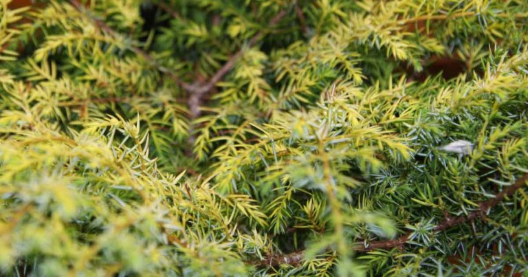 Juniperus communis 'Depressa Aurea'