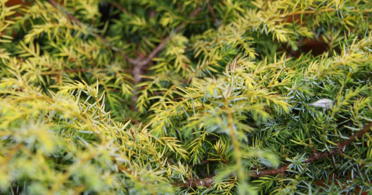 Juniperus communis 'Depressa Aurea'