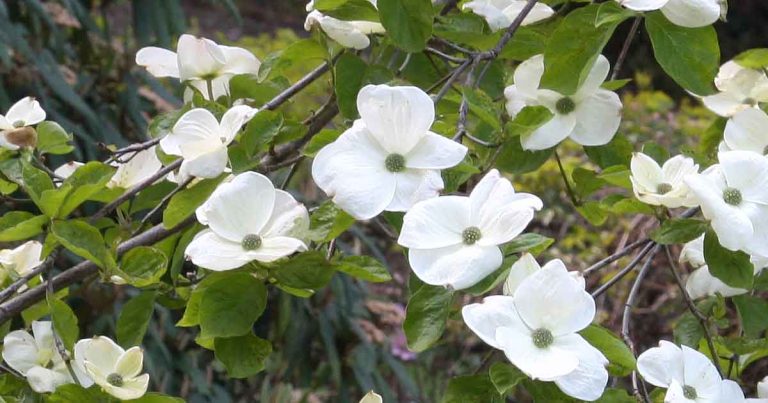 Kousa Dogwood