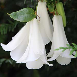 Lapageria rosea var albiflora