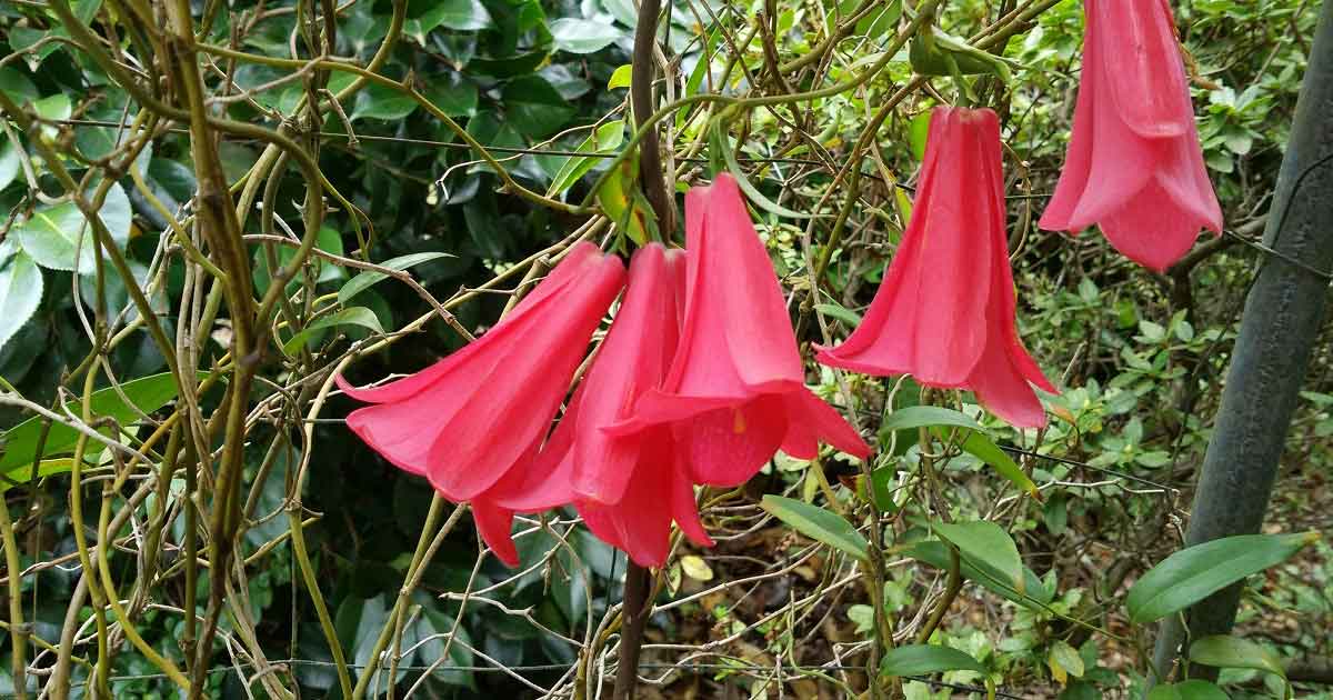Lapageria rosea - Chilean Bellflower