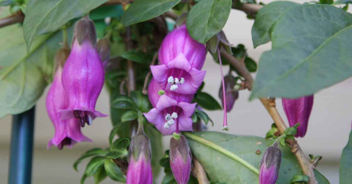 Latua pubiflora - Tree of Wizards or Sorcerers Tree