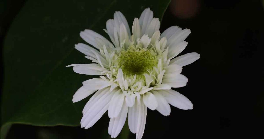 Leucanthemum x superbum 'Esther Reed' 