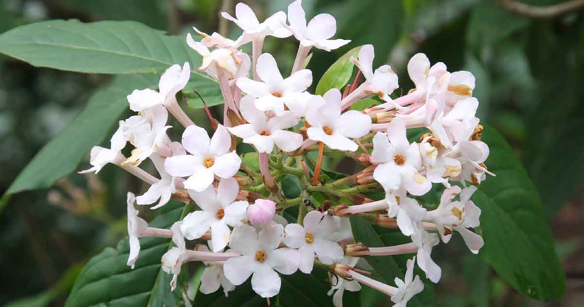 Luculia gratissima var. rosea