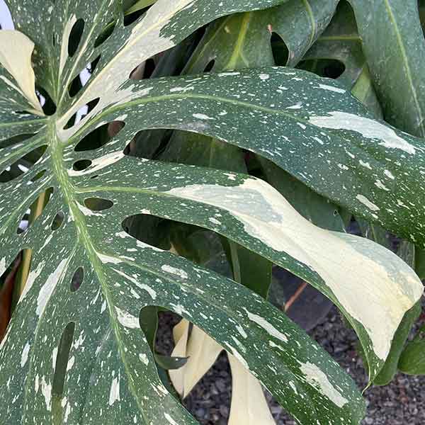 Monstera deliciosa albo variegata