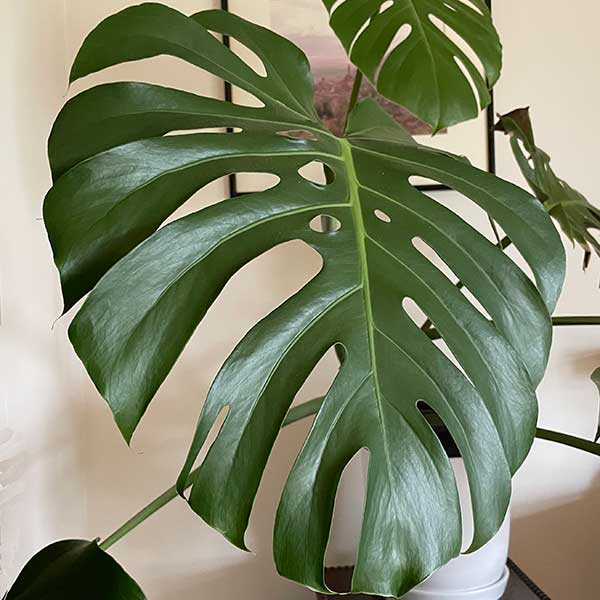 Monstera deliciosa - Swiss Cheese Plant