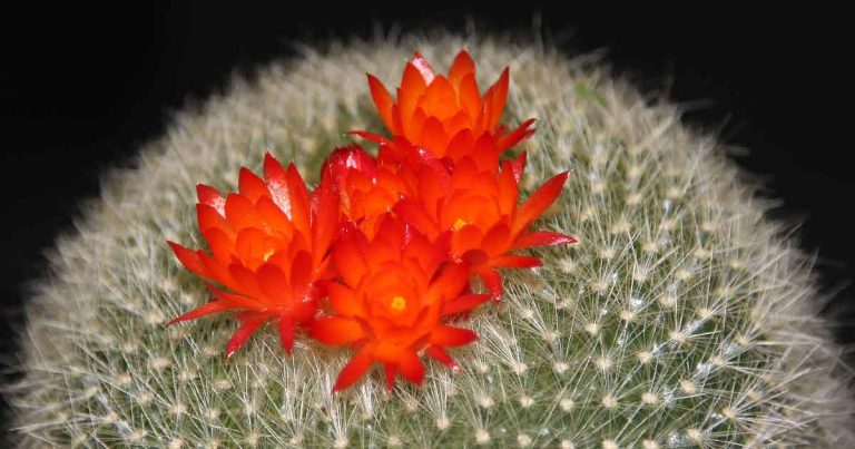 Parodia Species (Notocactus)