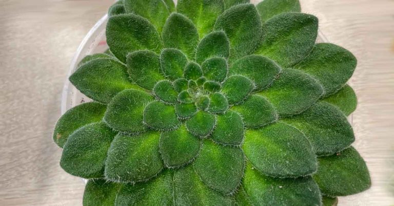 Petrocosmea 'Yumibutei'