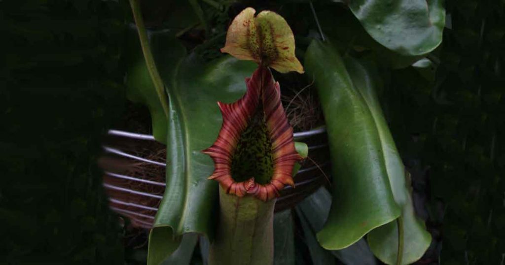 Pitcher Plants - Nepenthes