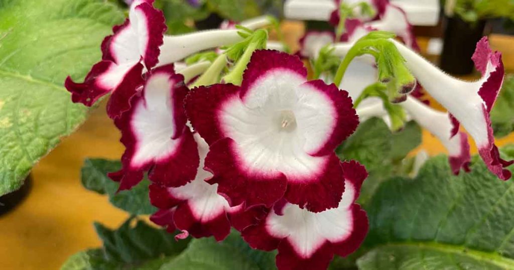 Strepocarpus - The Cape Primrose | NurseriesOnline USA