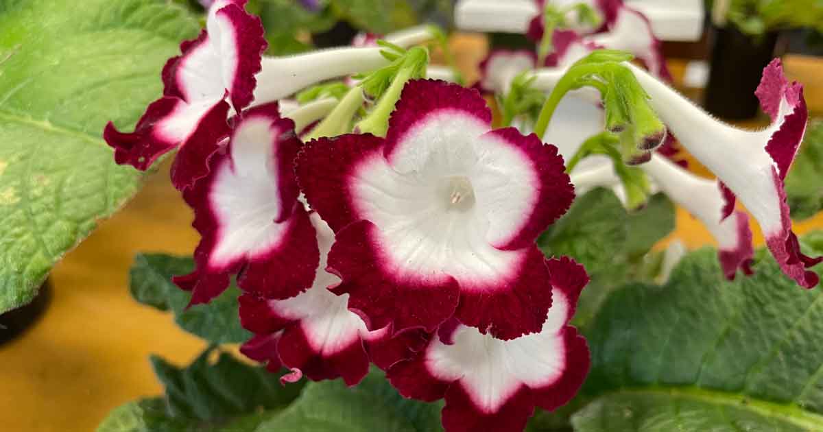 Streptocarpus 'Roulette Cherry'