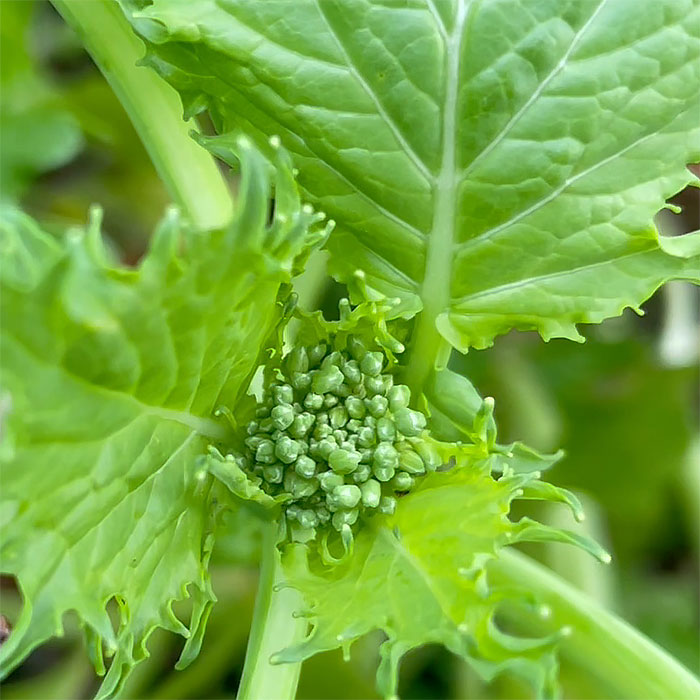 Broccoli Rabe