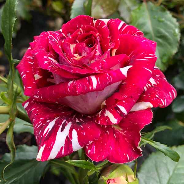 Multicolour Rose