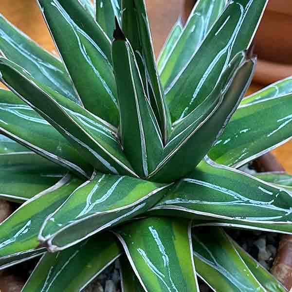 Agave queen victoria-reginae variegata