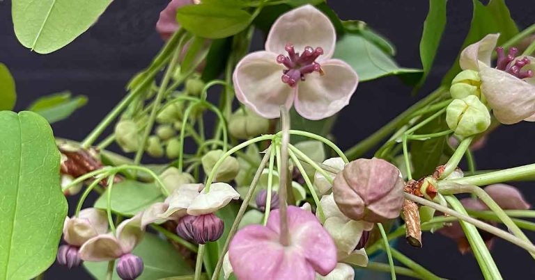 Akebia quinata ('Chocolate Vine') - Flowers
