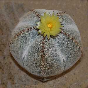 Astrophytum sp.