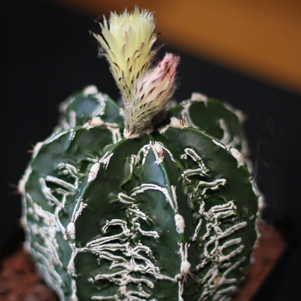 Astrophytum myriostigma Fukuryu