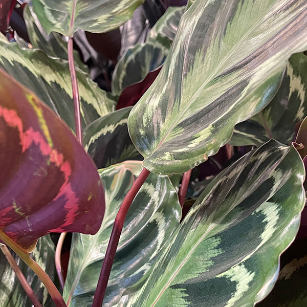 Calathea Medallion syn. Calathea veitchiana